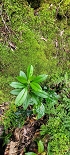 Plants: image 49 Of 208 Thumb